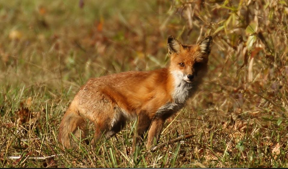 Red Fox  North Tract Patuxent Research Refuge.     Credit: Greg Crites/USFWS volunteer