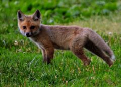 Red Fox Kit Credit: Charlie Lister/USFWS