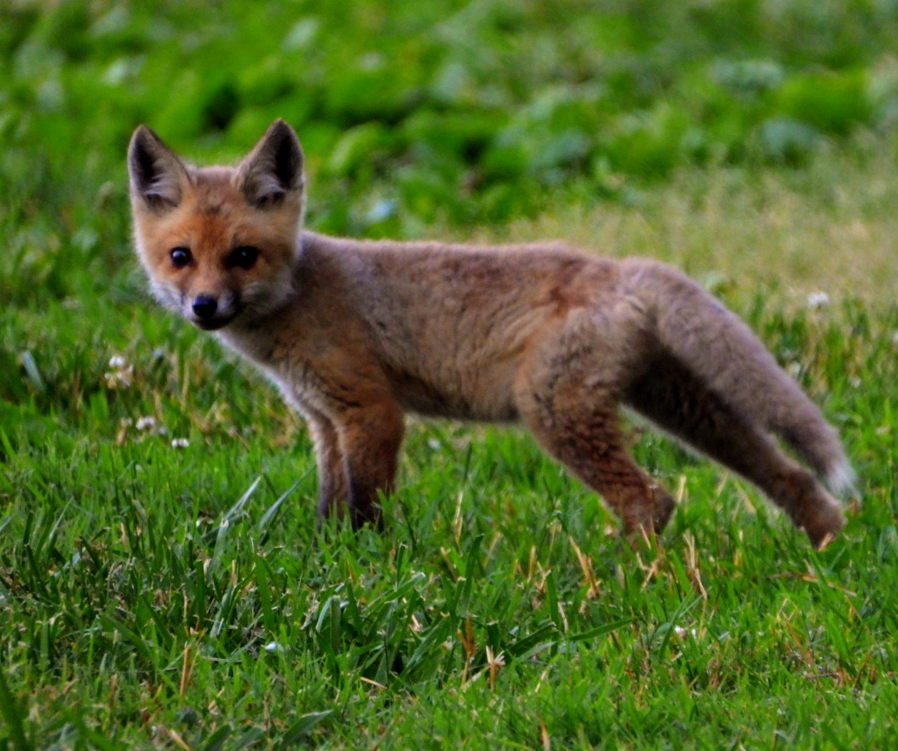 Red Fox Kit Credit: Charlie Lister/USFWS