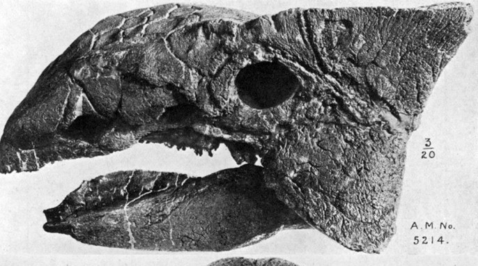 EH Science: Ankylosaurus_skull, By William Diller Matthew (1871-1930)