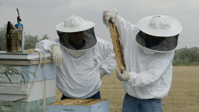 Beekeepers (Brian Wilcox)