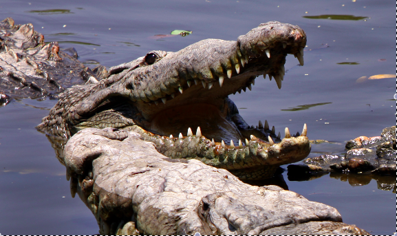 American crocodiles basking at a swamp in La Manzanilla, in the state of Jalisco, Mexico (Tomas Castelazo)