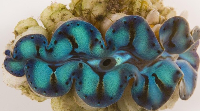 Iridescent giant clam (Alison Sweeney)