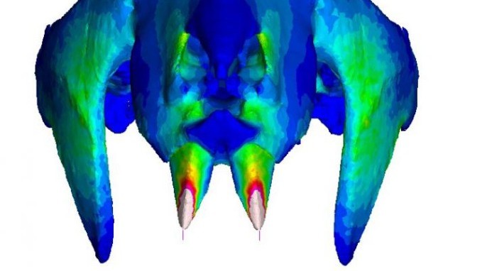 This image is a finite element analysis result, showing how stress is distributed through the skull under an incisor bite at a wide gape angle (UMass Amherst)