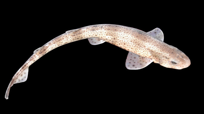 Small spotted catshark (Hans Hillewaert)