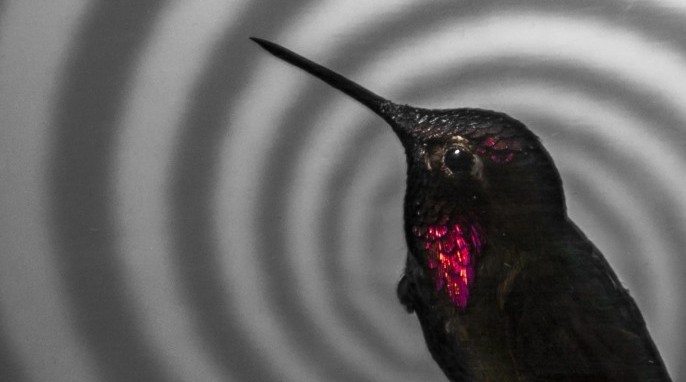 A perching Anna's hummingbird (© Matthew Shain 2014)
