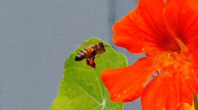 Honey bee gathering pollen (EH Science)