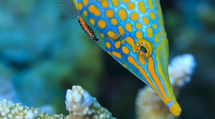 Harlequin filefish can disguise their smell to confuse predators (Tane Sinclair-Taylor)