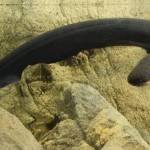 Electric eels deliver Taser-like shocks (Kenneth Catania, Vanderbilt University)
