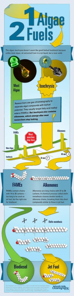 Biofuel: Infographic courtesy of Eric Taylor, Woods Hole Oceanographic Institution