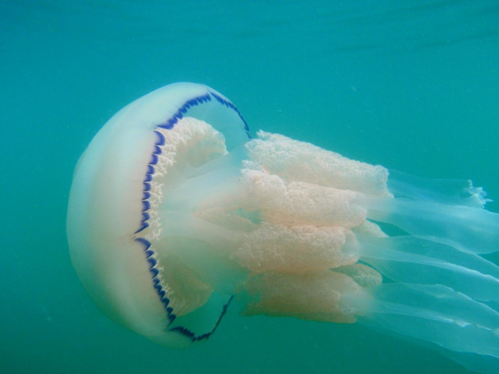 jellyfish, or jellies, do more than just drift