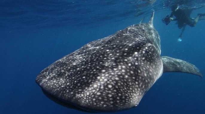 Whale sharks, the largest fish in the sea, received new protection that may reduce their risk of being caught in fishing nets. (Dave Witting/NOAA Fisheries)
