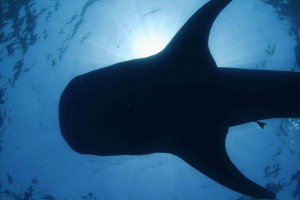 Whale shark viewed from below (Dave Witting/NOAA Fisheries)