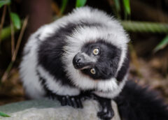 Lemur