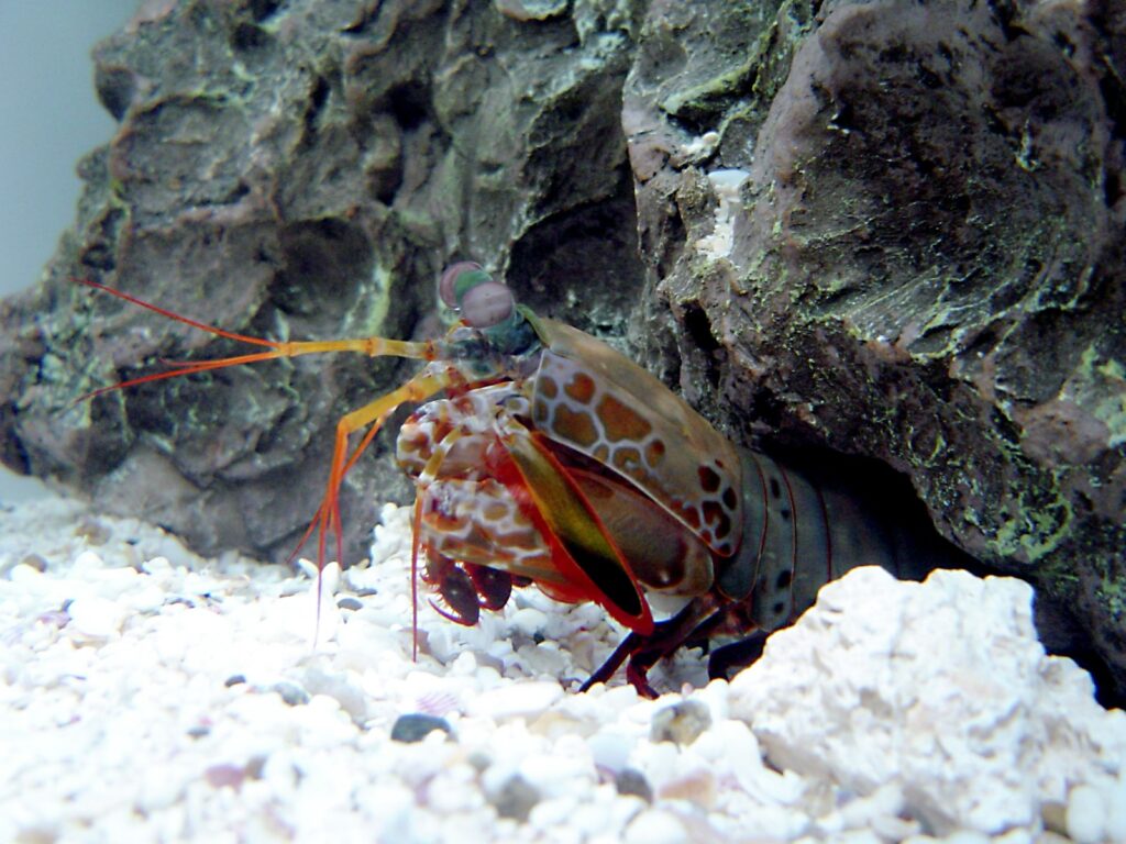 mantis shrimp