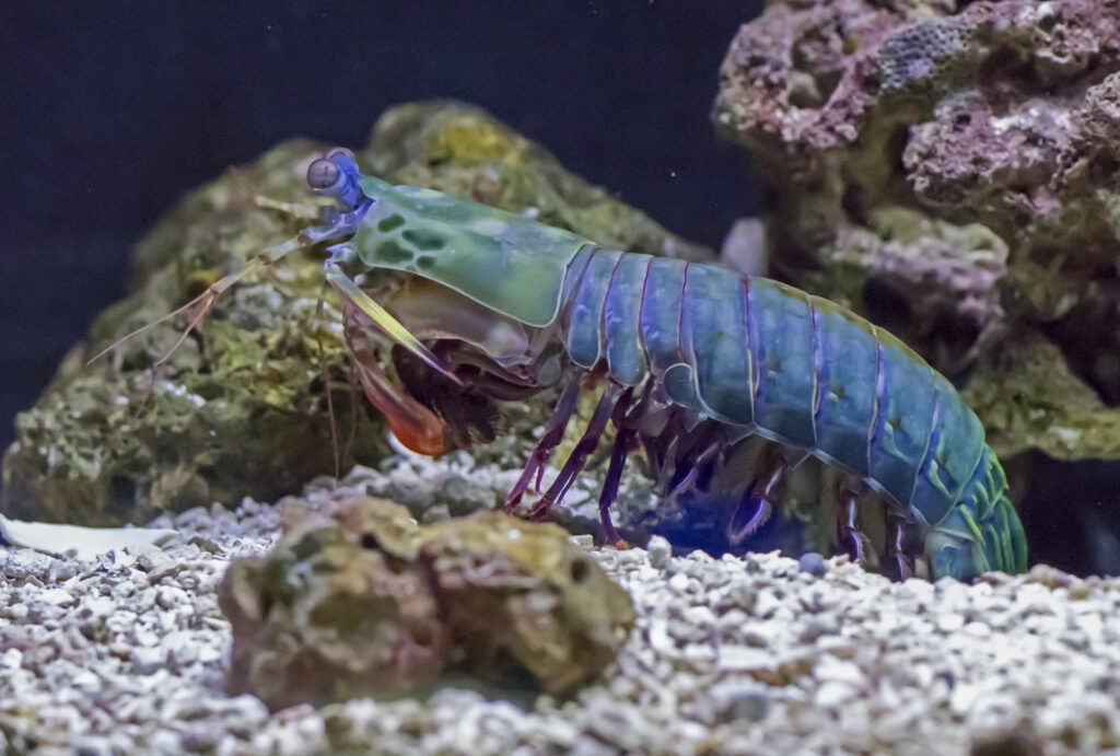 peacock mantis shrimp