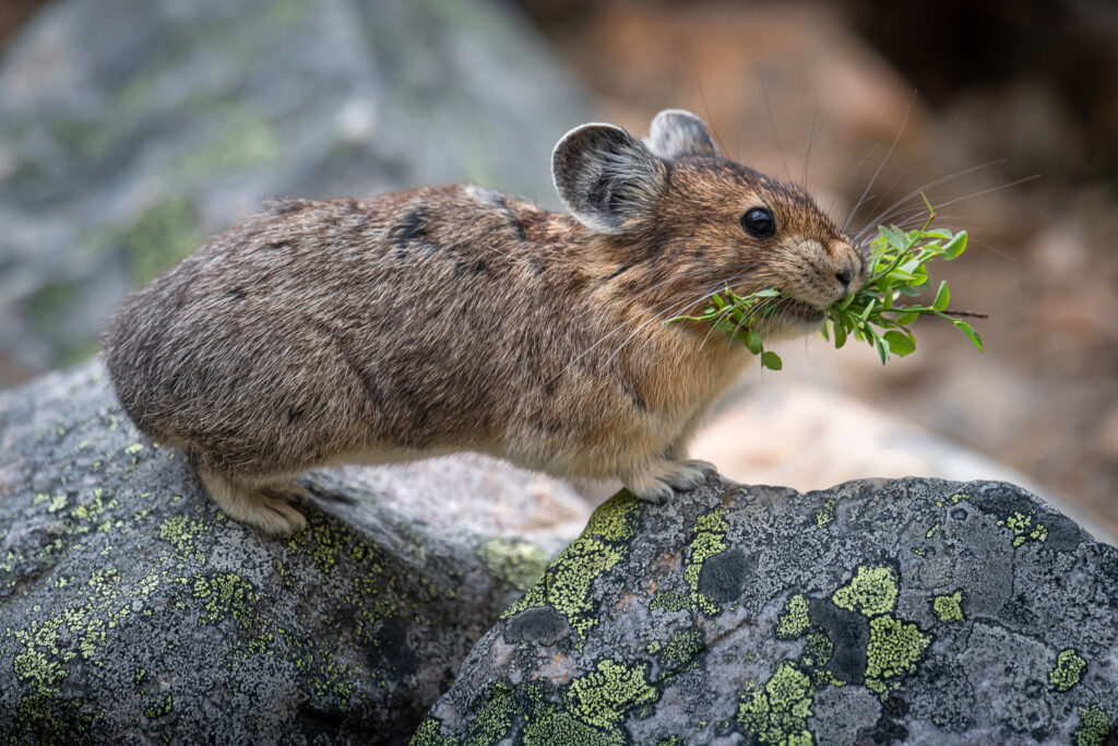 Pikas collect plants in warm months to line their nests and eat throughout the winter. 