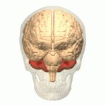Human Brain: The cerebellum is highlighted in red. Polygon data are from BodyParts3D maintained by Database Center for Life Science (DBCLS).