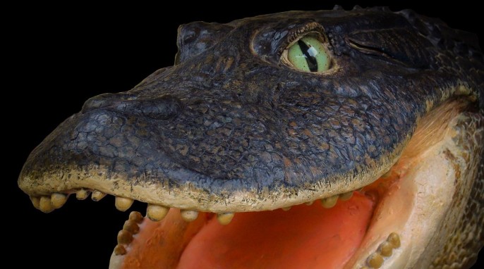 Prehistoric Crocodile: Life reconstruction of the head of Gnatusuchus pebasensis, a 13-million-year-old, short-faced crocodile with rounded teeth that was thought to use its snout to dig for clams and other mollusks. Model by Kevin Montalbán-Rivera. (© Aldo Benites-Palomino)