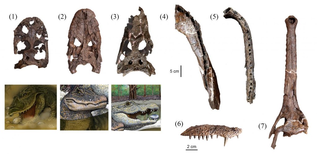 Seven different species of prehistoric crocodile lived together 13 million years ago in the Pebas Formation in what is now the Amazon Basin of northeastern Peru. Their skull and jaw fossils: (1) Gnatusuchus pebasensis, (2) Kuttanacaiman iquitosensis, (3) Caiman wannlangstoni, (4) Purussaurus neivensis, (5)Mourasuchus atopus, (6) Pebas Paleosuchus, and (7) Pebas gavialoid. (© Rodolfo Salas-Gismondi)