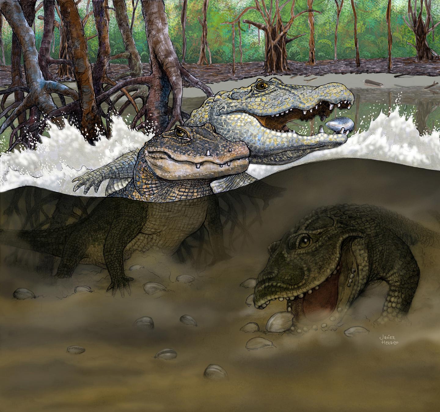 Prehistoric Crocodile: Artist’s rendition of Amazonian swamps from the Miocene era (about 13 million years ago) and the three new species of crocodiles uncovered in northeastern Peru: Kuttanacaiman iquitosensis (left), Caiman wannlangstoni (right), and Gnatusuchus pebasensis (bottom). (© Javier Herbozo)