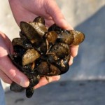 Oysters, clams, and mussels in Oregon and Washington are showing the effects of ocean acidification (Oregon State University)