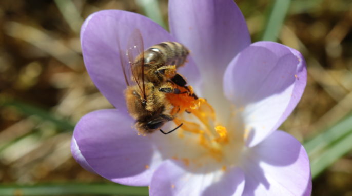 Winter Bee (Steven Spence); bees make honey