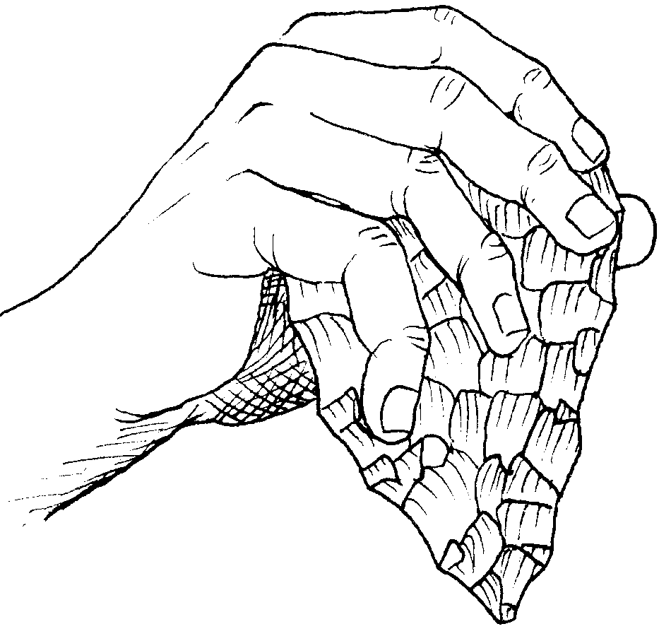 Prehistoric stone tools: Drawing of a hand holding a flint hand axe.