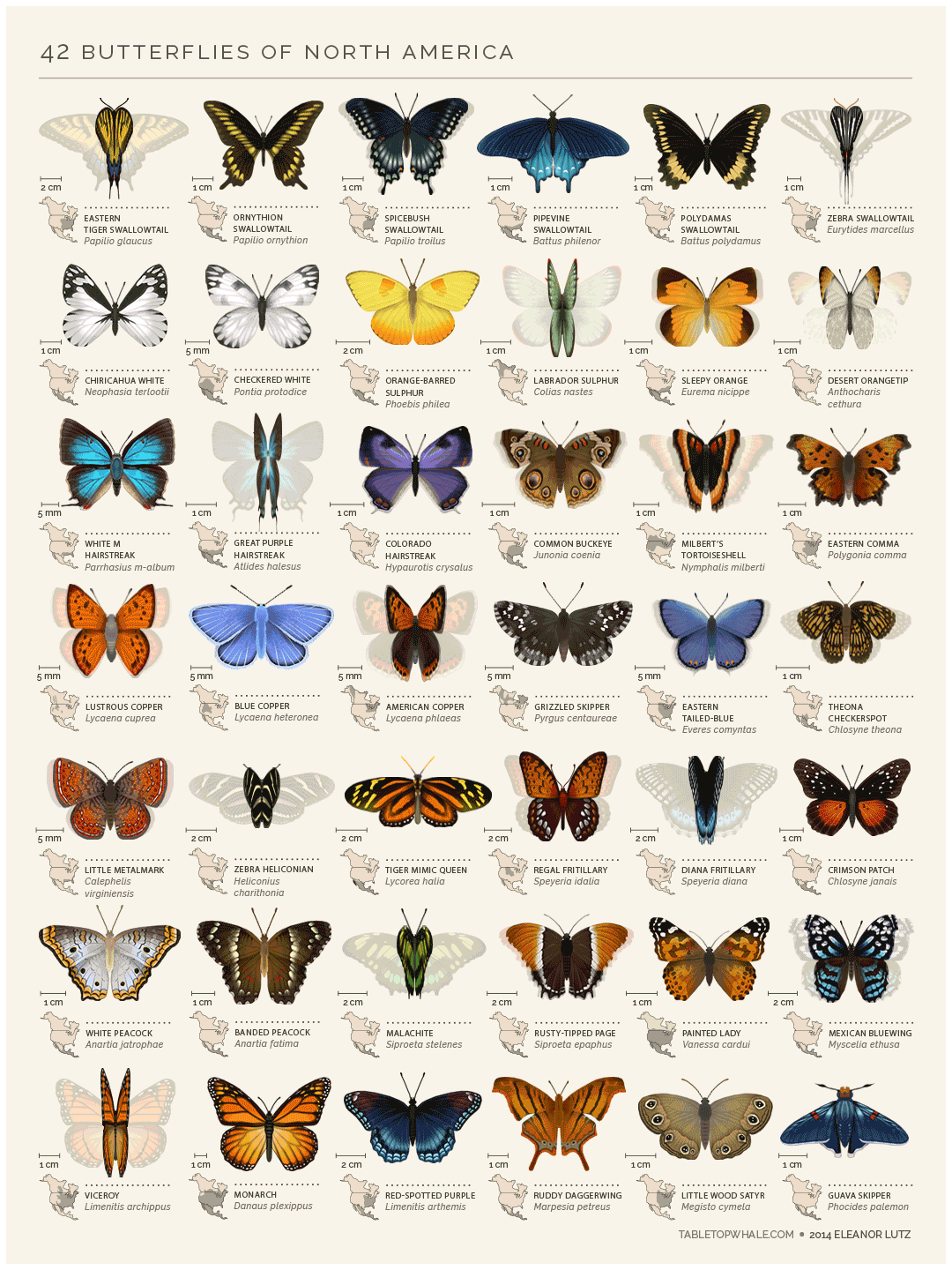 North American Butterflies: Butterflies of North America (Eleanor Lutz)