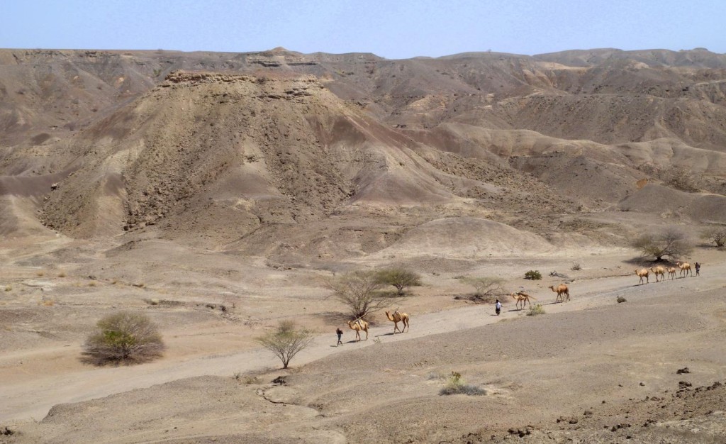 Human evolution: A caravan moves through the Ledi-Geraru research area (Erin DiMaggio)