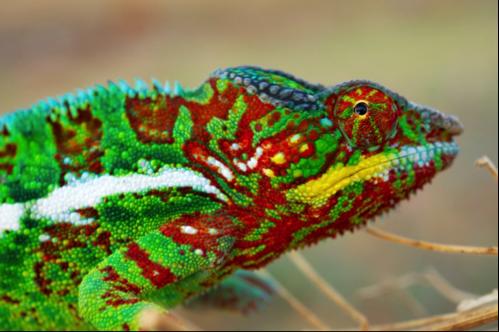 Male panther chameleon (Furcifer pardalis) photographed in Madagascar (© Michel Milinkovitch)