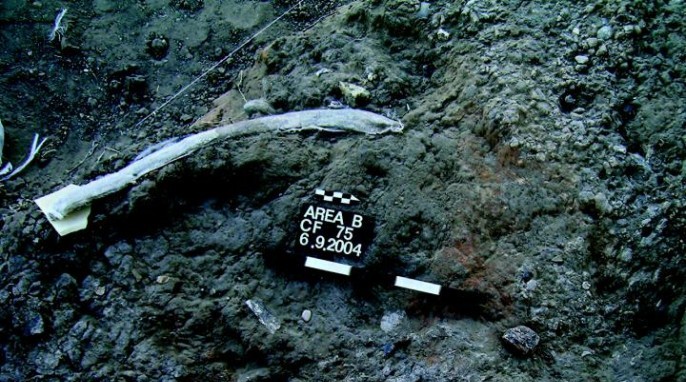 Prehistoric stone tools: An elephant rib bearing marks from flint tools at the Revadim site. (American Friends of Tel Aviv University)