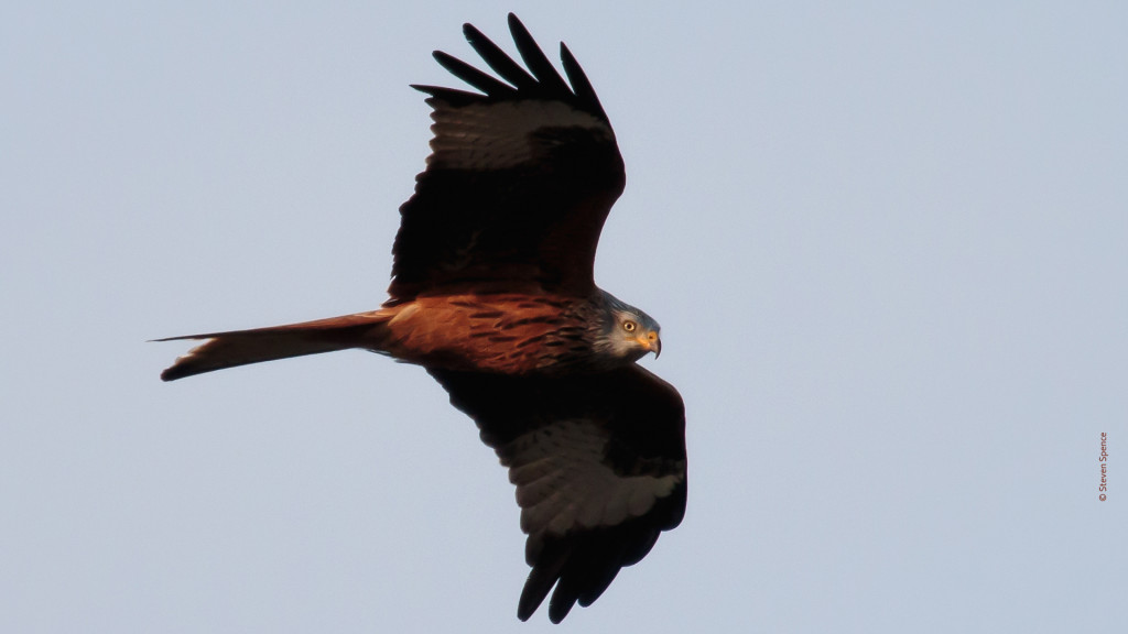 Red Kite (Steven Spence)