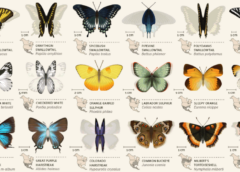 42 butterflies of north america, an animated infographic