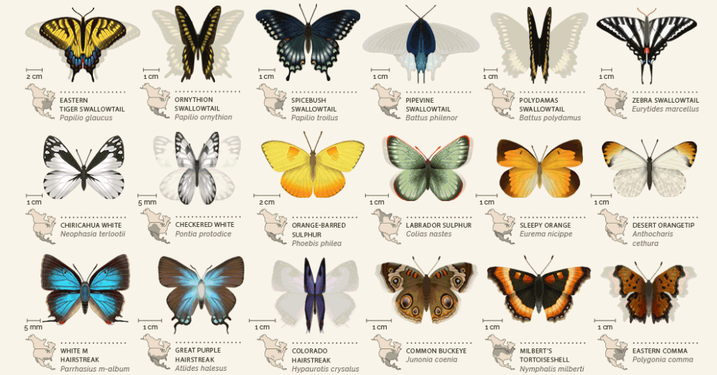 42 butterflies of north america, an animated infographic