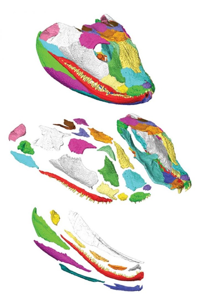 3D reconstruction of the tetrapod skull. Top image: Right facial skeleton and skull roof shown in "exploded" view to show how the bones fit together. Center image: Left side of the cranium (braincase omitted) is shown in internal view. Bottom image: Right lower jaw in "exploded" view to illustrate sutural morphology. Individual bones shown in various colors. (Porro et al.)
