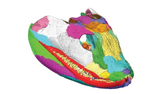 3D reconstruction of the tetrapod skull. Top image: Right facial skeleton and skull roof shown in "exploded" view to show how the bones fit together. Center image: Left side of the cranium (braincase omitted) is shown in internal view. Bottom image: Right lower jaw in "exploded" view to illustrate sutural morphology. Individual bones shown in various colors. (Porro et al.)