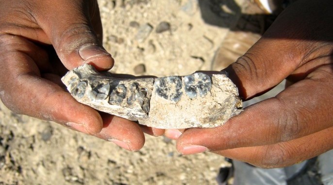 Human evolution: The fossil mandible near where it was found (Brian Villmoare)