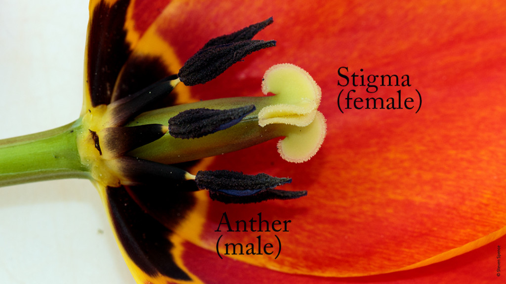 Pollination: Male and Female parts of a typical Angiosperm (tulip)