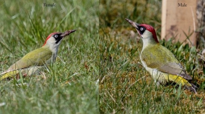 Male and female European green woodpeckers (Steven Spence)