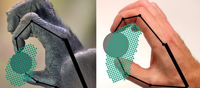 This figure shows how a gorilla and a human to grip and move an object. The dots indicate positions in which the object can be gripped. (Yale University)