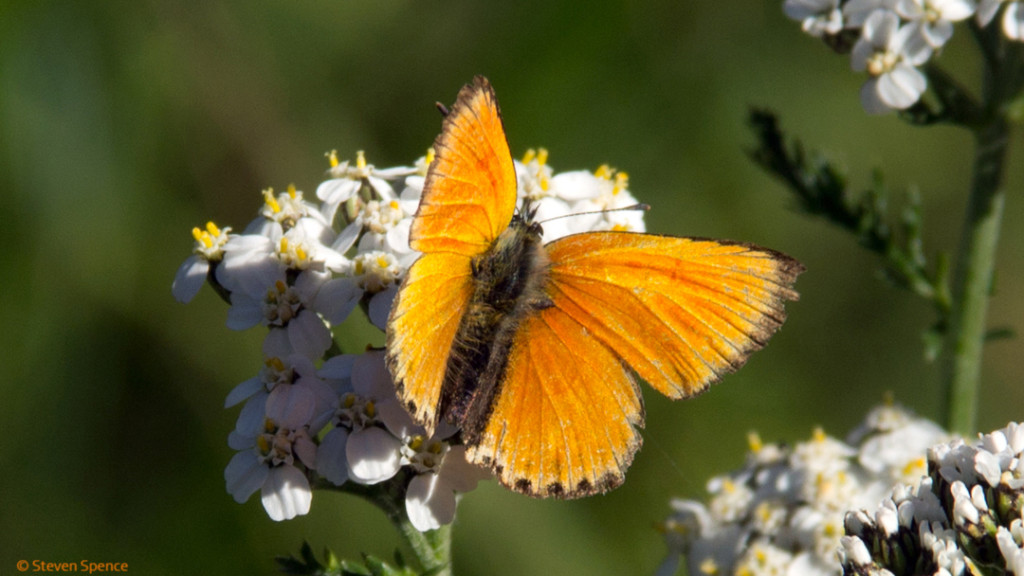 Pollination: butterfly visiting a flower