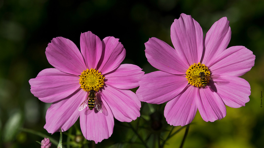 Do these look like bees? They're not! They're flies using mimicry to look like bees and do some pollination.