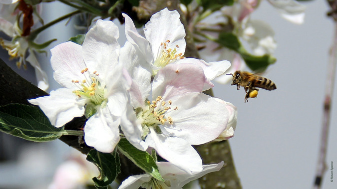 Declining bee populations: A healthy honeybee visiting a backyard apple tree