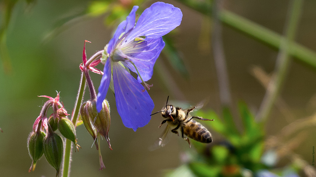 Pollinators: Honeybee visiting wildflowers