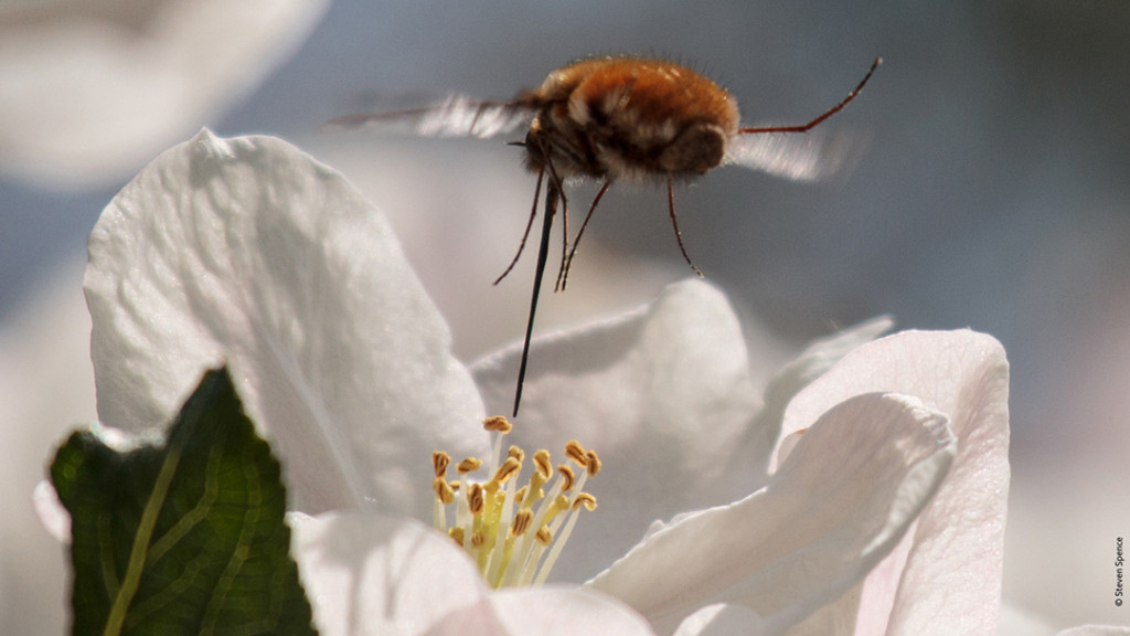 Pollination: wild bee pollinating an apple blossom