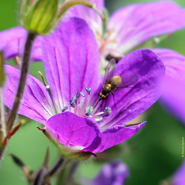 Pollination: fly pollinating a wildflower