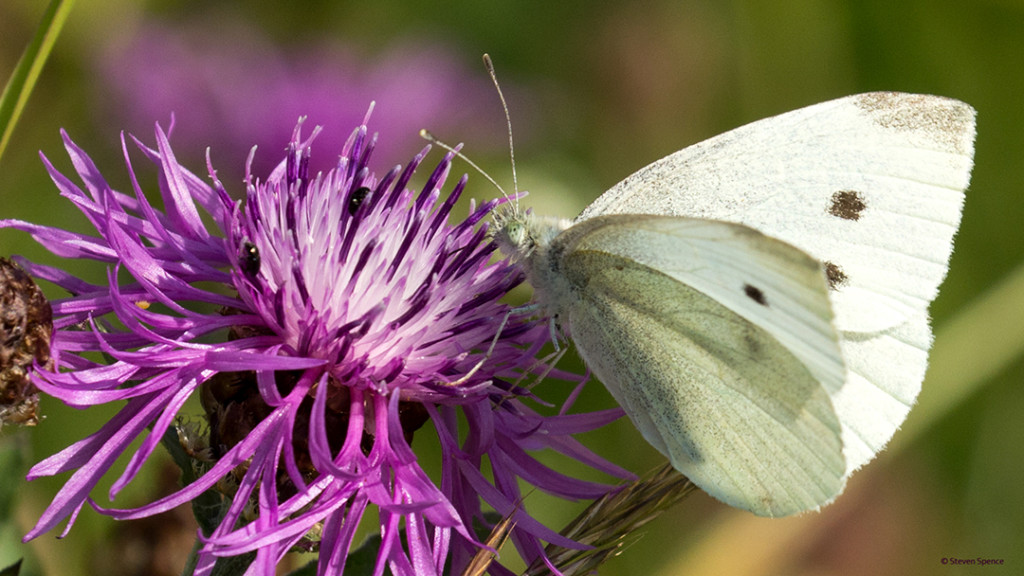 Pollination: beetles and butterfly pollinating a wildflower