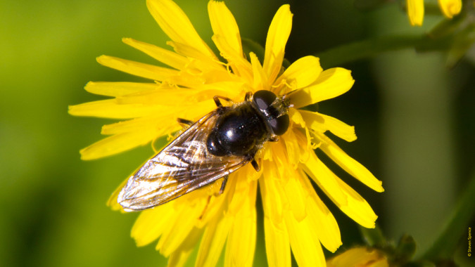 Declining bee populations: Will we rely on flies instead of bees in the future?