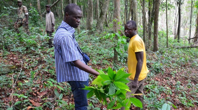 Endangered Primates: Researcher Gonedele Sere (left) holds a cocoa plant found at an illegal farm in the Dassioko Forest Reserve in Ivory Coast (Photo by W. Scott McGraw, Courtesy of Ohio State University)